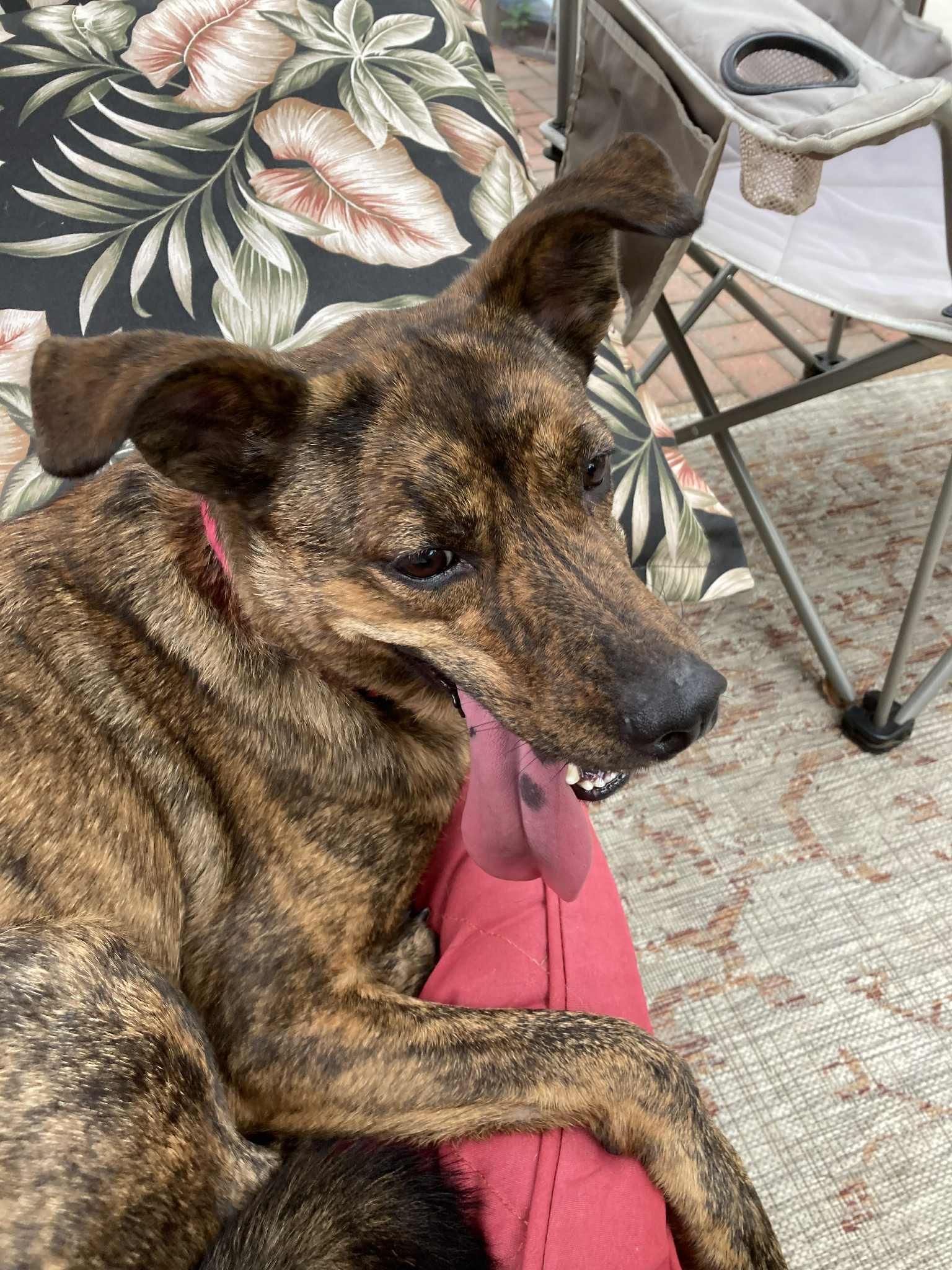 Richard, best co-polot and cuddler, a Adoptable mixed breed in Coventry, CT image 1/3