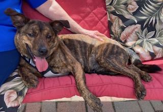 Richard, best co-polot and cuddler, Adoptable, Young Male Labrador Retriever & Spaniel.