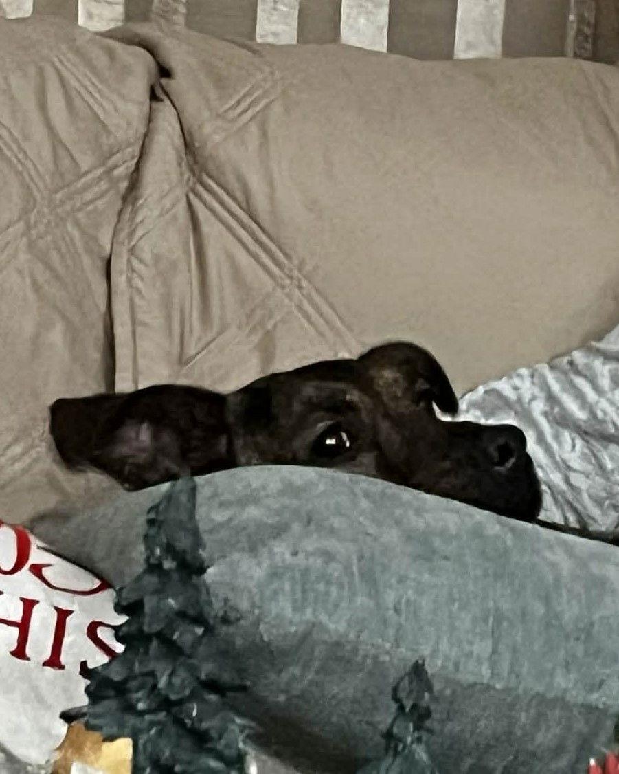 Richard, best co-polot and cuddler, a Adoptable mixed breed in Coventry, CT image 2/3