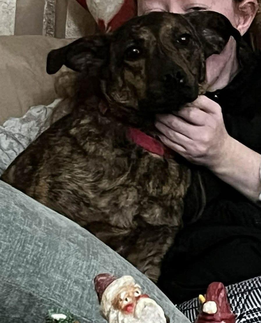 Richard, best co-polot and cuddler, a Adoptable mixed breed in Coventry, CT image 3/3