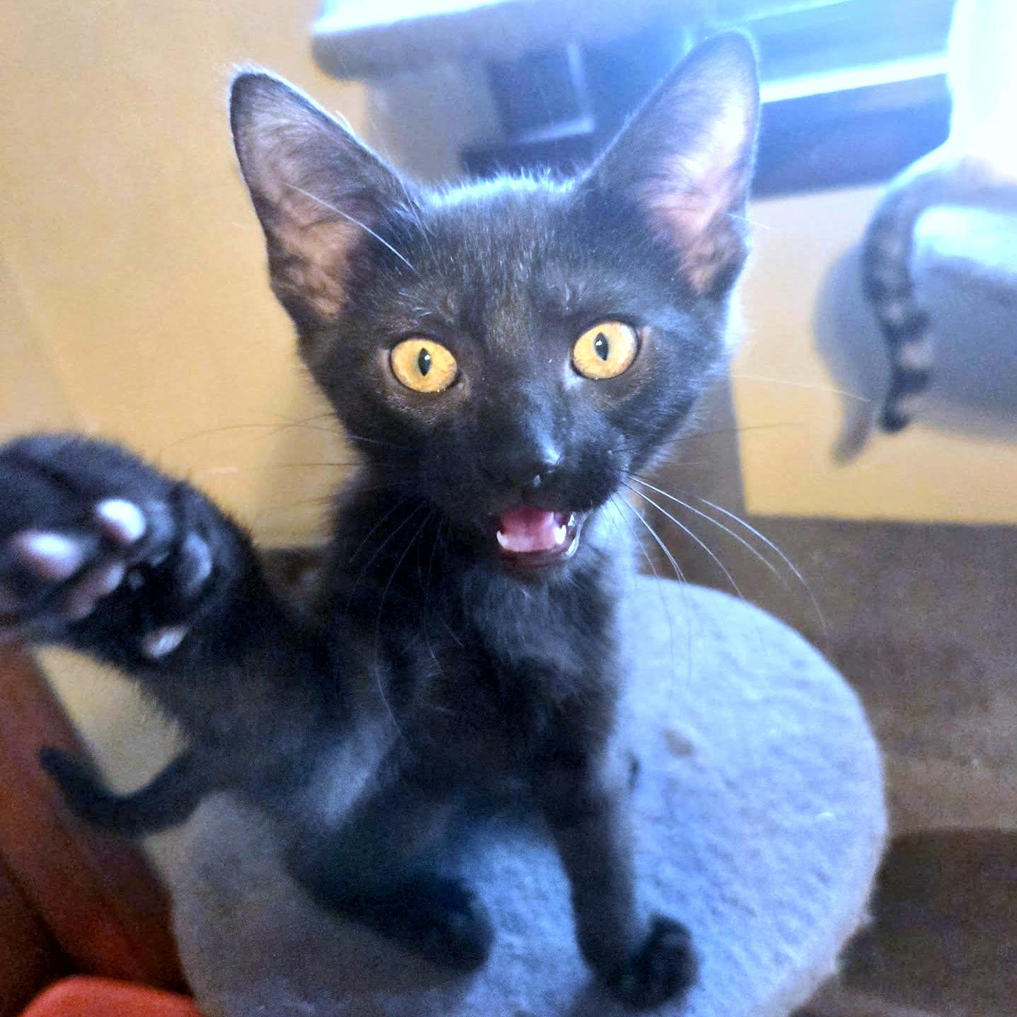 Enlarge Alice, a ADOPTABLE Domestic Short Hair in Pittsburgh, PA image 3/4