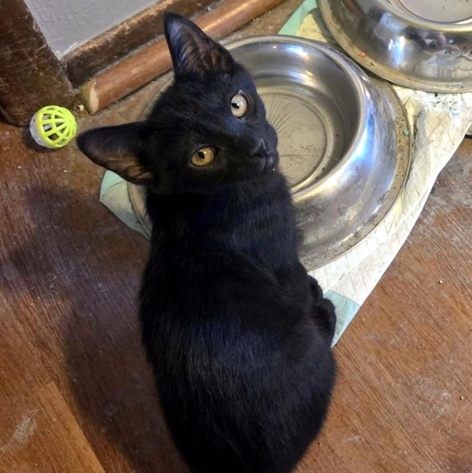 Enlarge Alice, a ADOPTABLE Domestic Short Hair in Pittsburgh, PA image 2/4