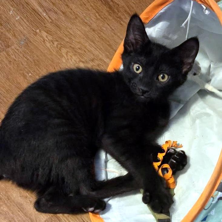 Alice, ADOPTABLE, Kitten Female Domestic Short Hair.