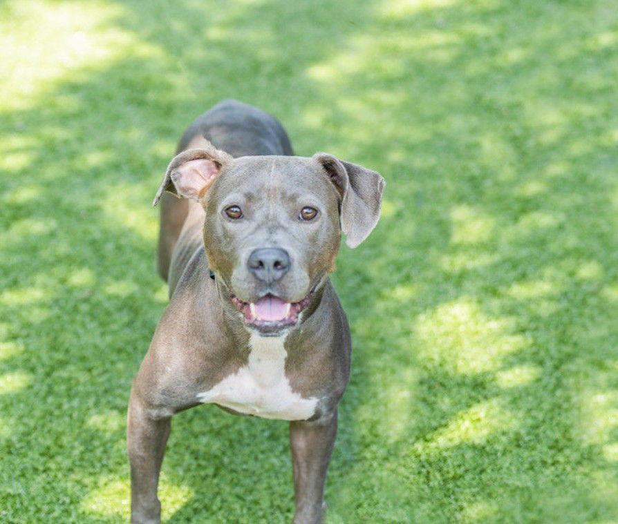 Enlarge Sabrina, a Adoptable Terrier in Hilton Head Island, SC image 1/1