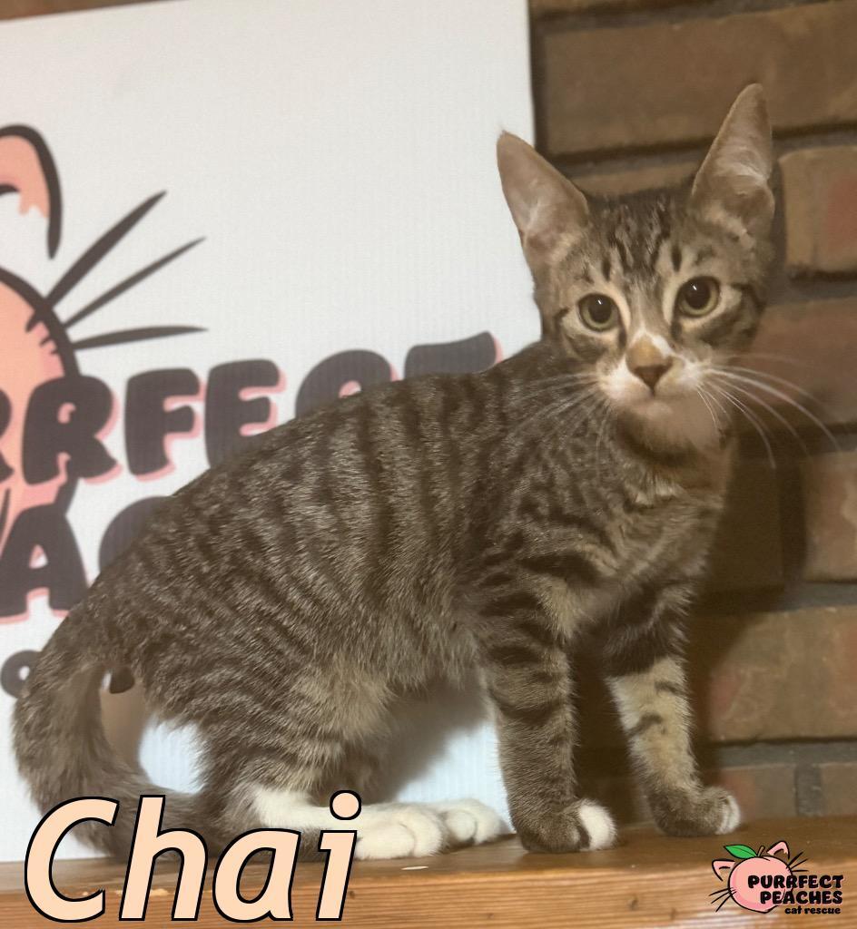 Enlarge Chai, a Adoptable mixed breed in Douglasville, GA image 1/2