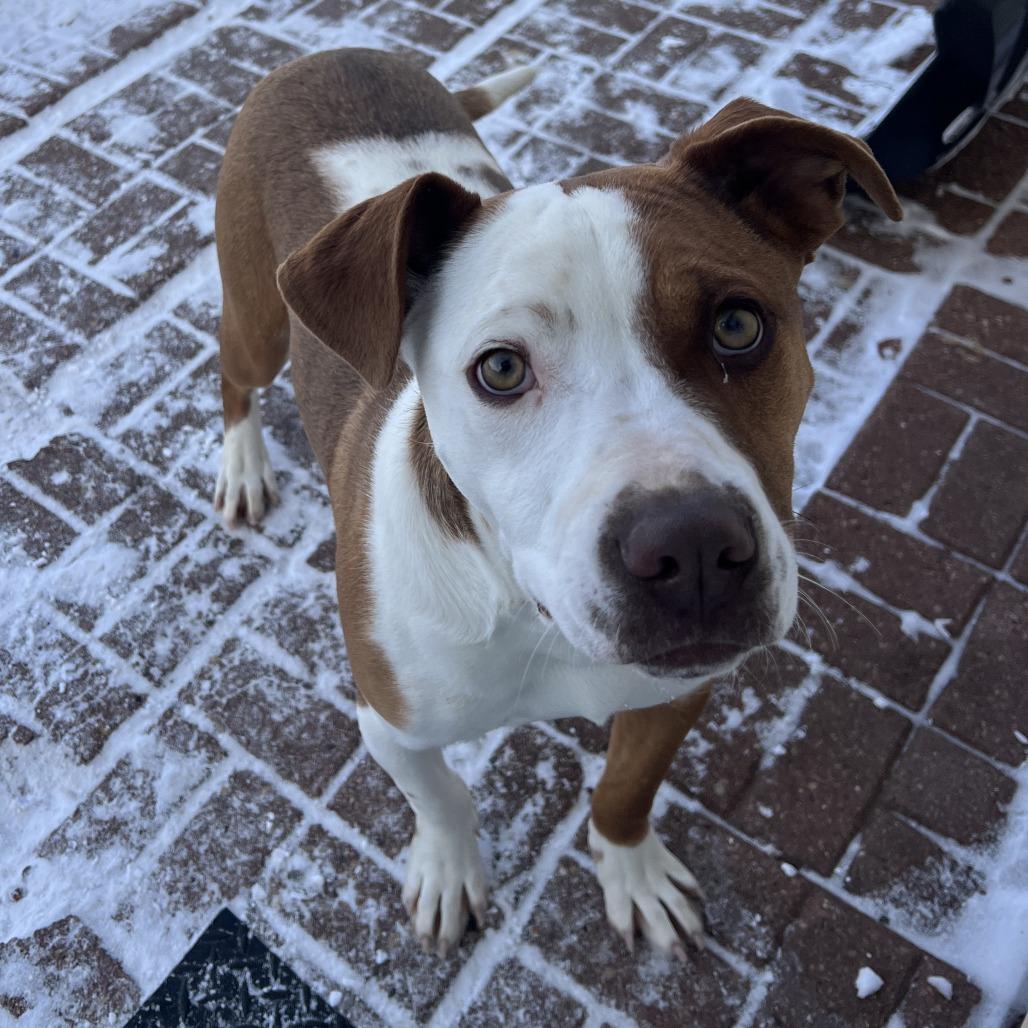 Frankie, a Adoptable mixed breed in Wadena, MN image 1/4
