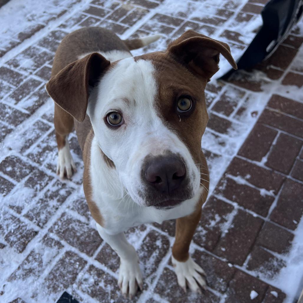 Frankie, a Adoptable mixed breed in Wadena, MN image 3/4