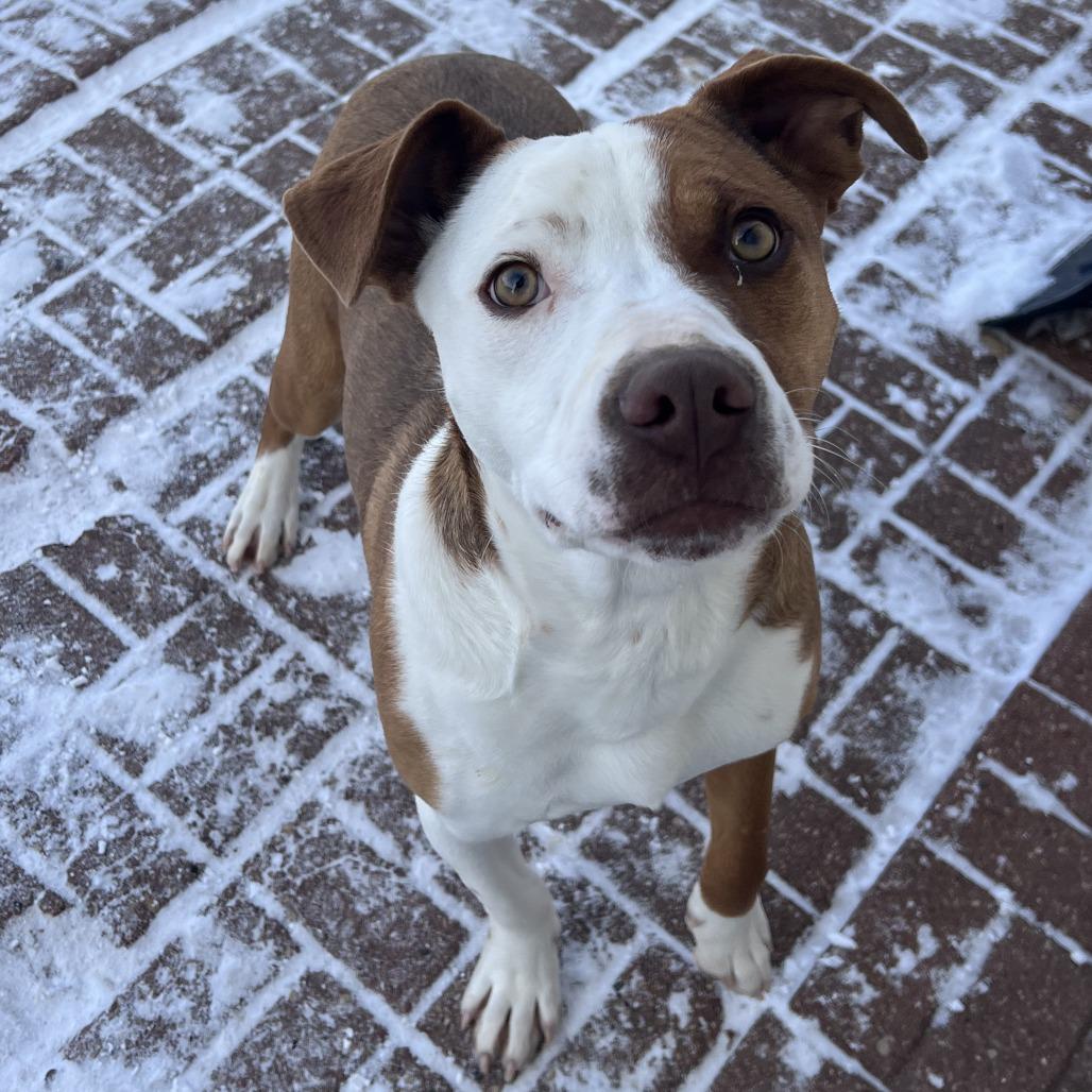 Frankie, a Adoptable mixed breed in Wadena, MN image 4/4