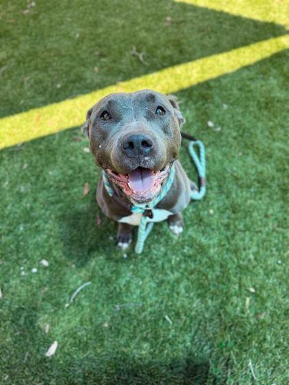 Remi - 2, Adoptable, Adult Female American Staffordshire Terrier & Mixed Breed.