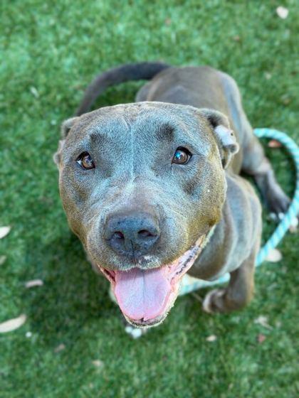 Enlarge Remi - 2, a Adoptable mixed breed in Daytona Beach, FL image 2/2