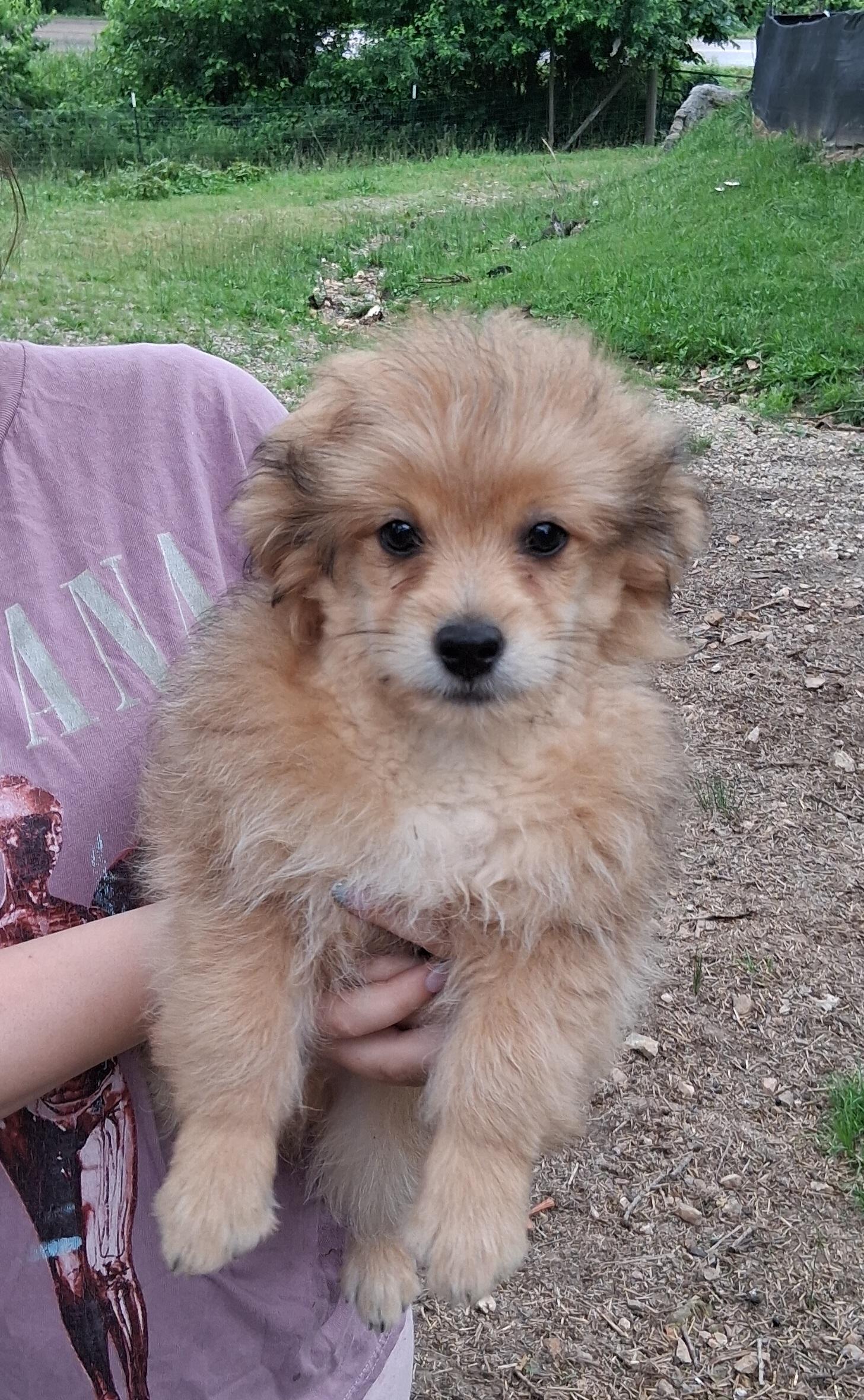 Enlarge Rusty, a ADOPTABLE Pomapoo in Fordland, MO image 1/1