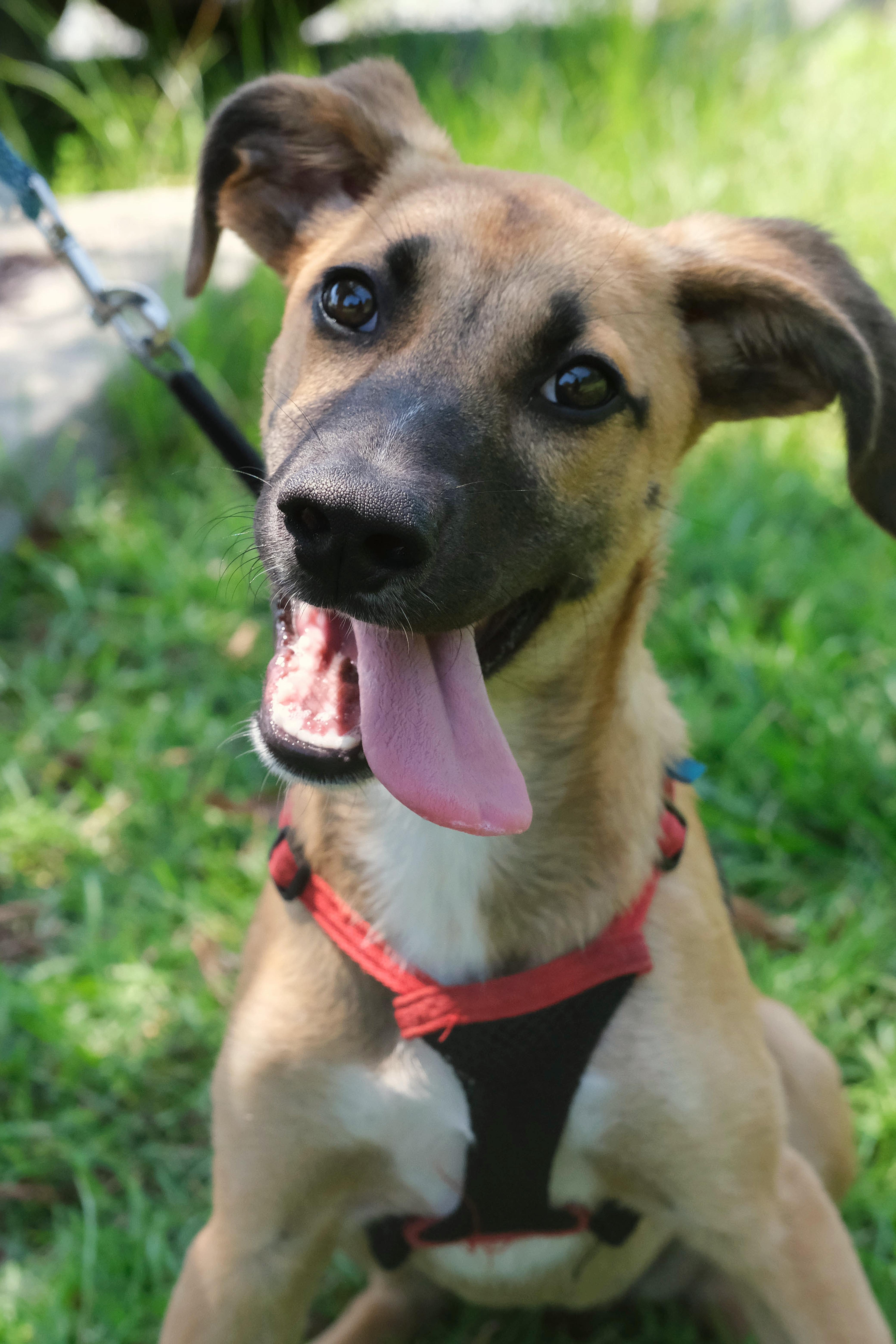 Amelia Ear-hart, a Adoptable mixed breed in Winnabow, NC image 1/2