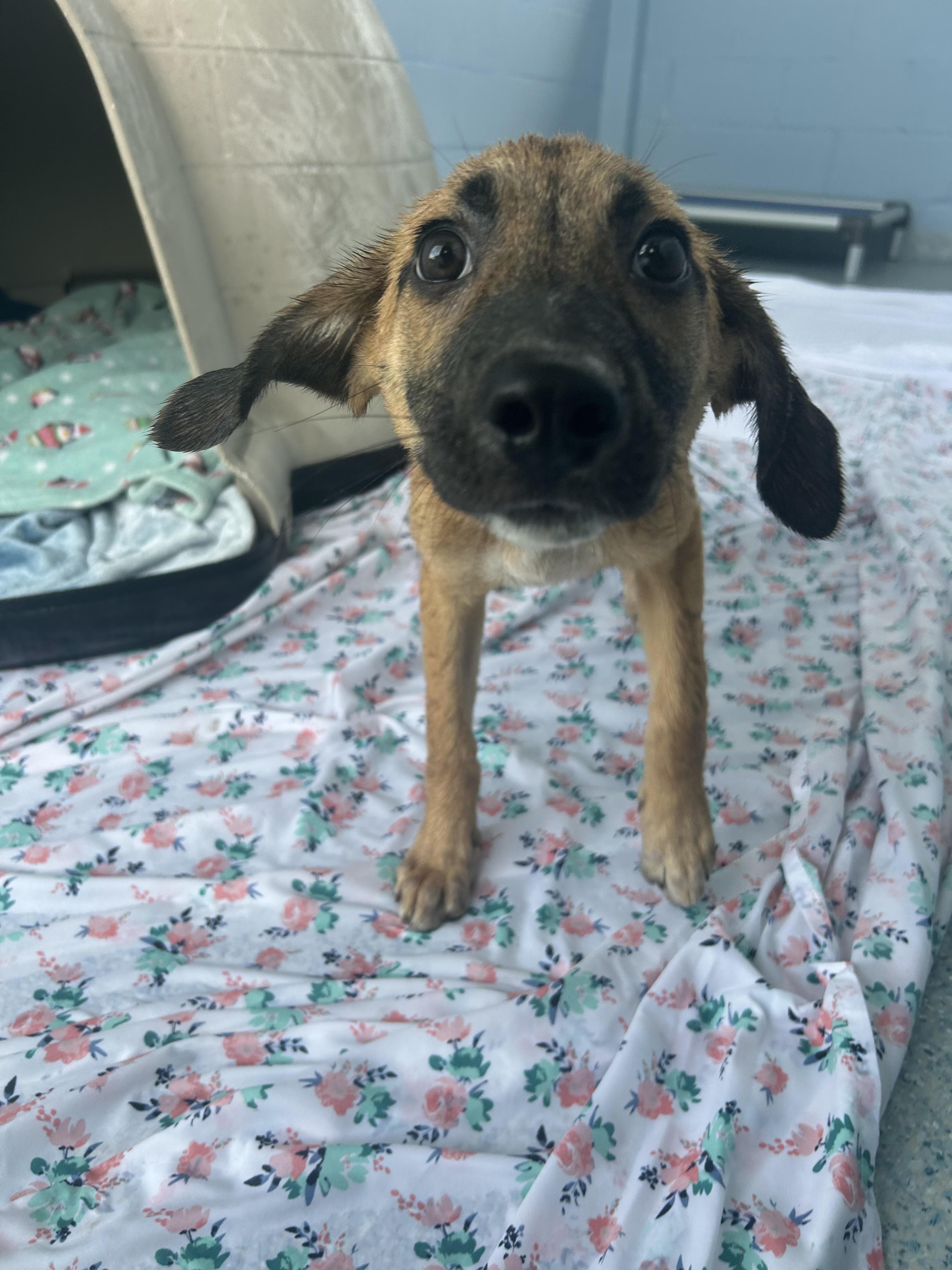 Amelia Ear-hart, a Adoptable mixed breed in Winnabow, NC image 2/2