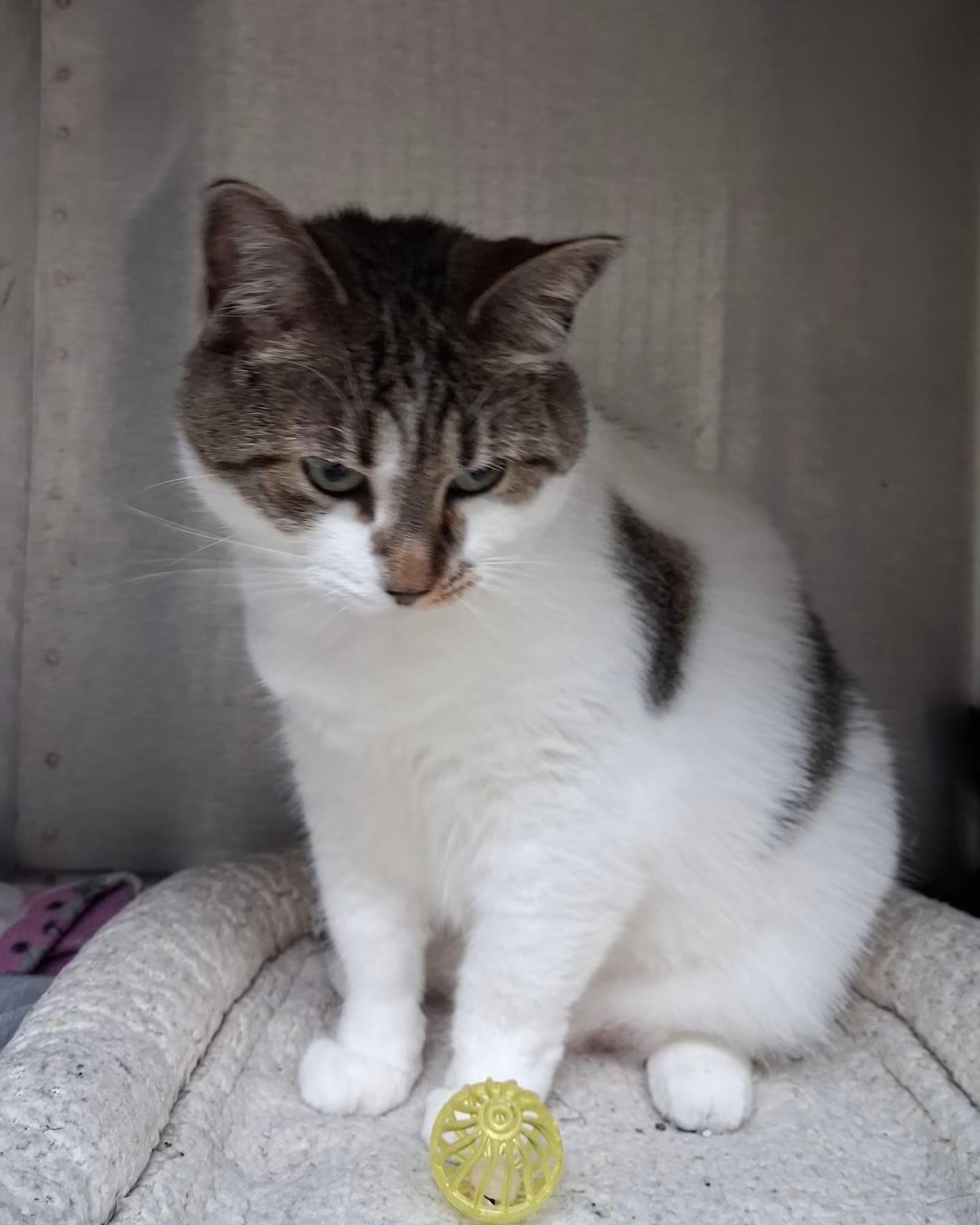 Enlarge Stella, an adopted Domestic Short Hair in Attleboro, MA image 1/1