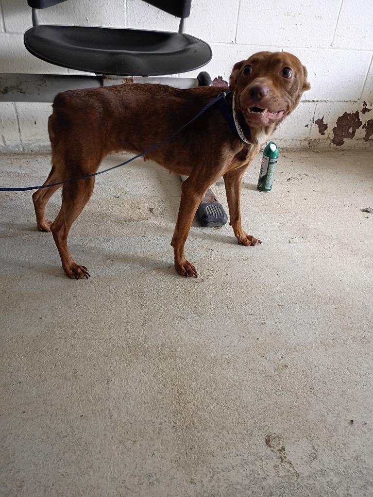 Dixie May, Adoptable, Young Female American Staffordshire Terrier & Mountain Cur.