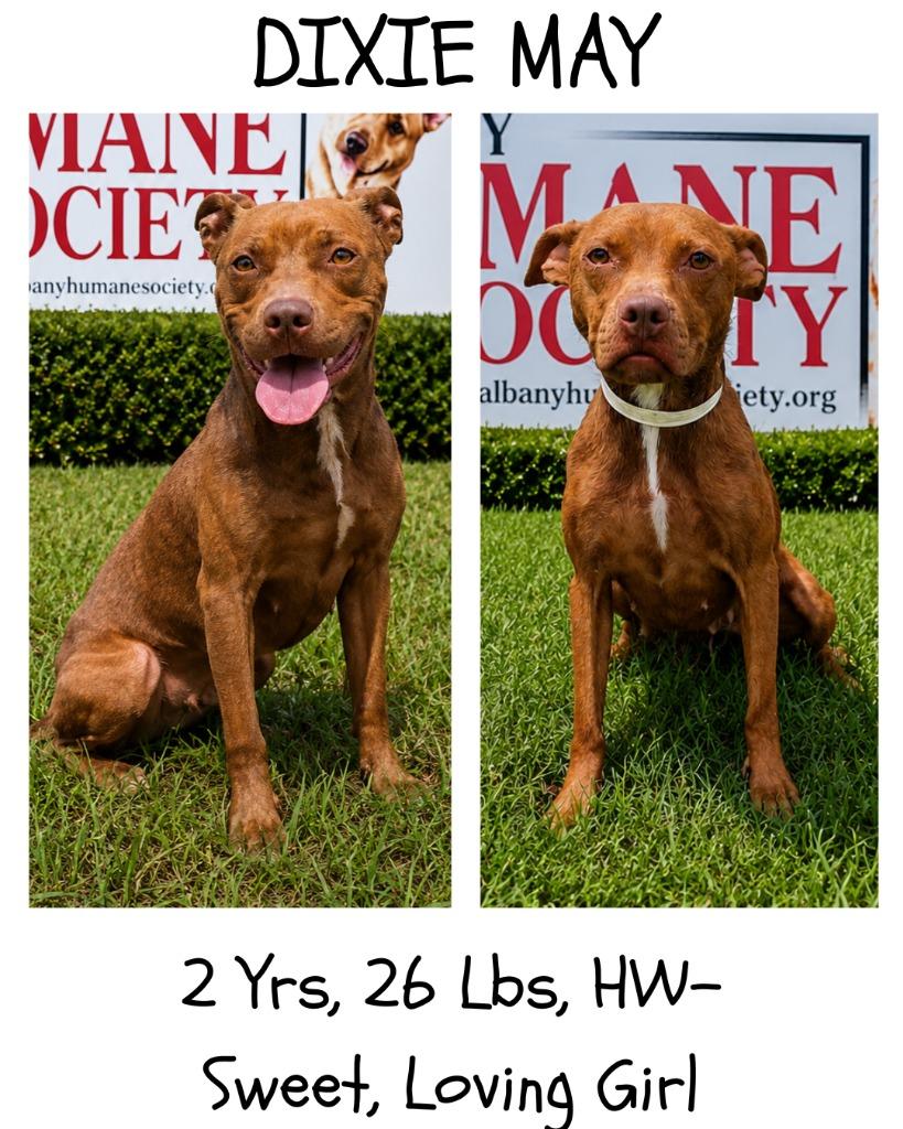 Enlarge Dixie May, a Adoptable mixed breed in Albany, GA image 3/6