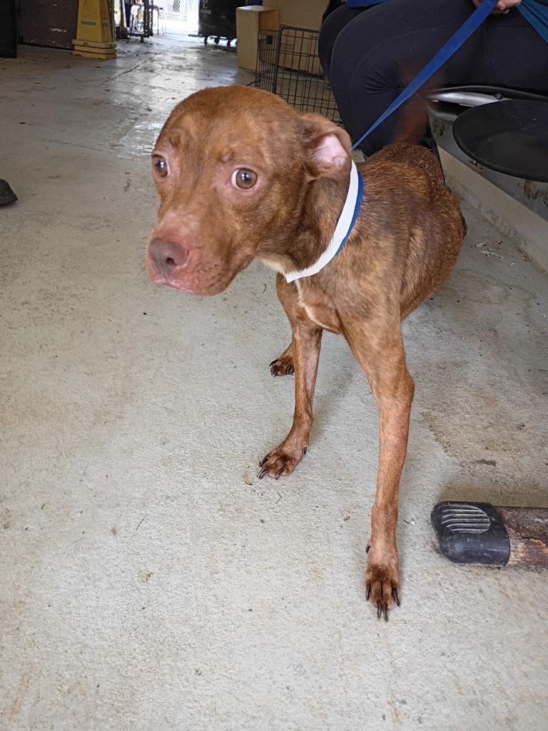 Enlarge Dixie May, a Adoptable mixed breed in Albany, GA image 5/6