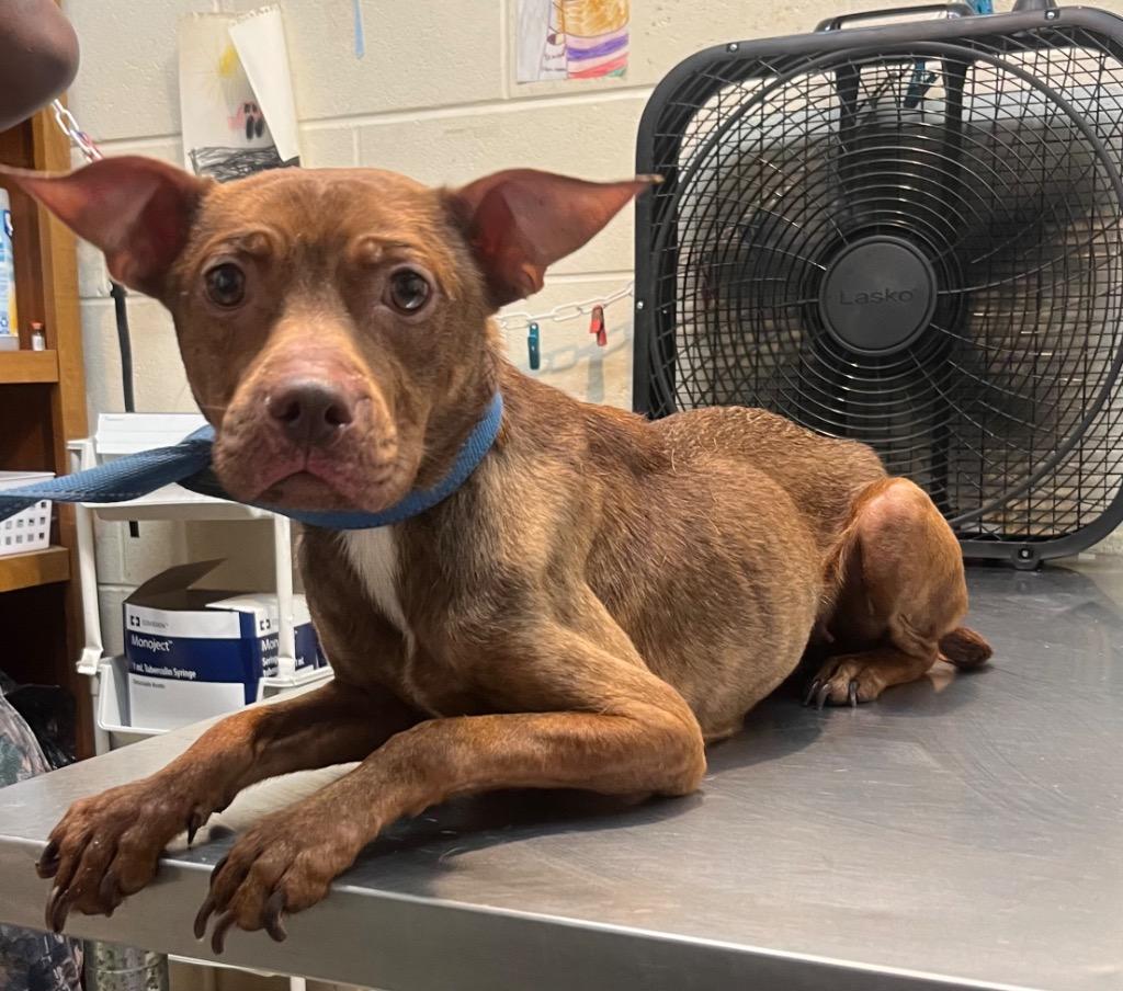 Enlarge Dixie May, a Adoptable mixed breed in Albany, GA image 6/6