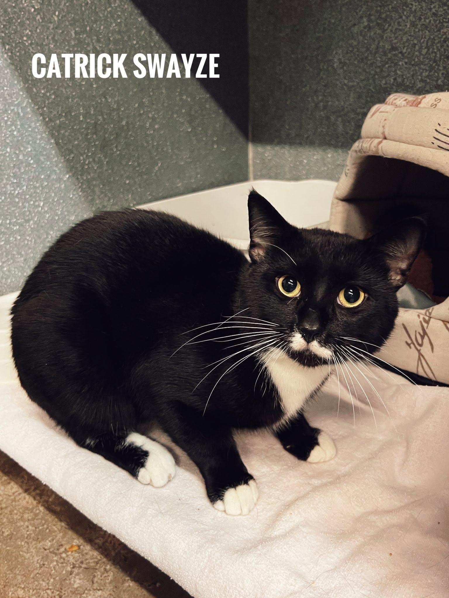 Catrick Swayze, ADOPTABLE, Adult Male Domestic Short Hair.