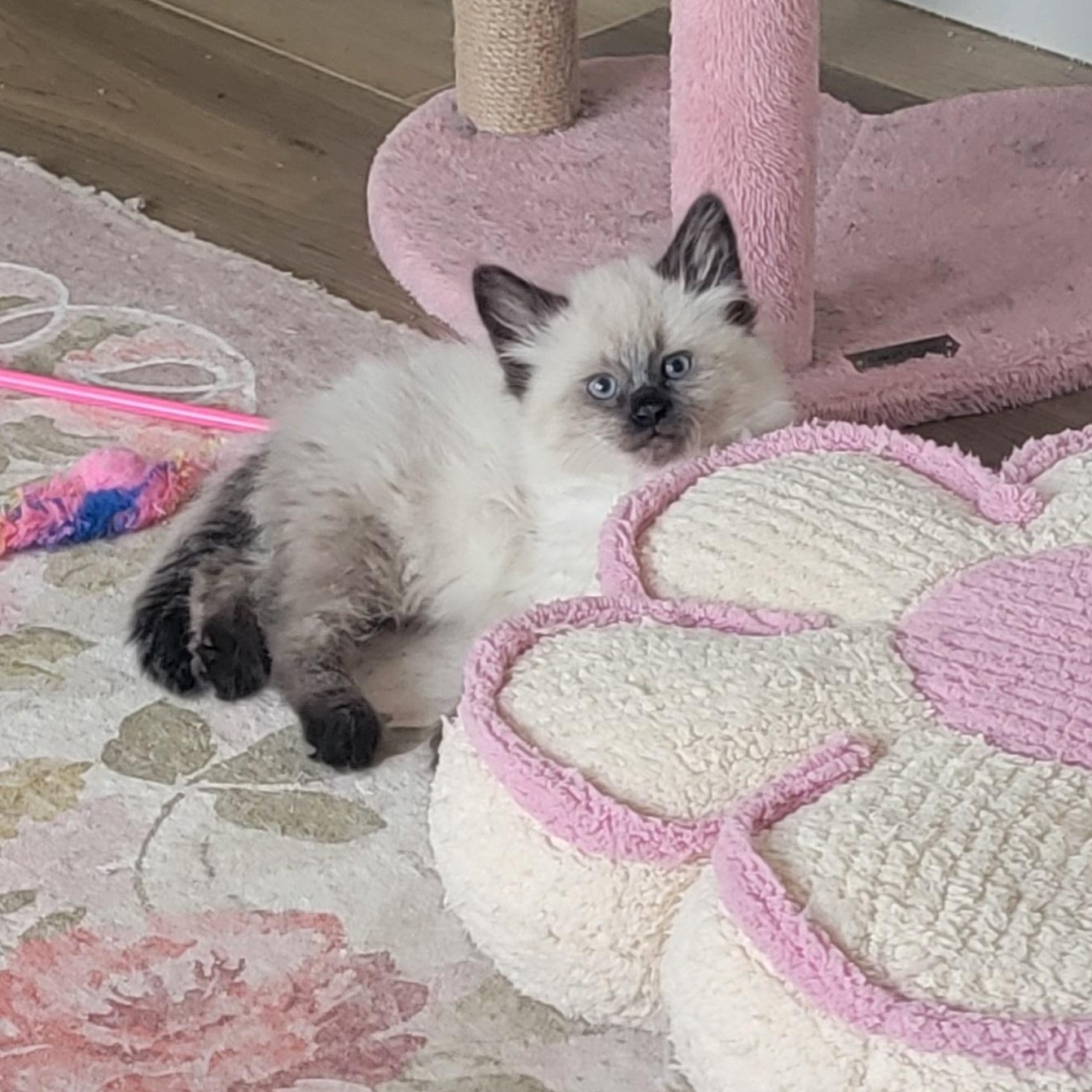 Loki Adopted 5.9.26, an adopted Siamese in Wyandotte, MI image 3/6