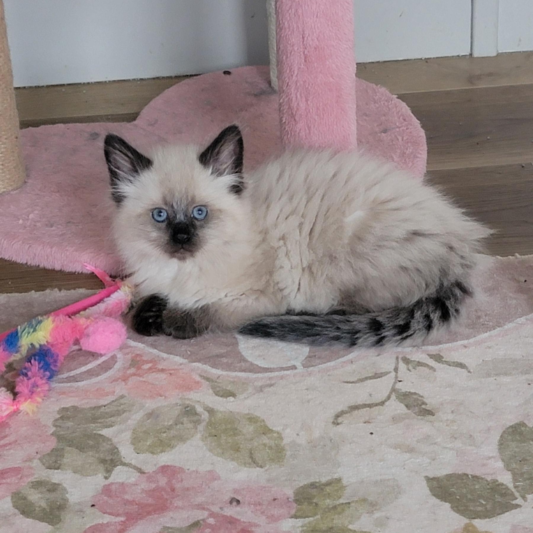 Loki Adopted 5.9.26, adopted, Kitten Male Siamese.