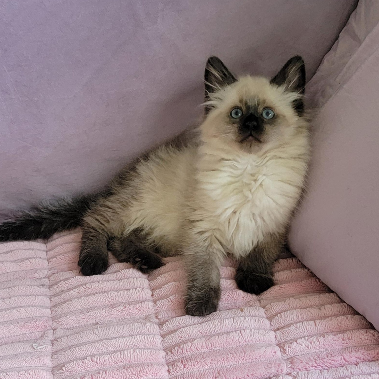 Loki Adopted 5.9.26, an adopted Siamese in Wyandotte, MI image 2/6