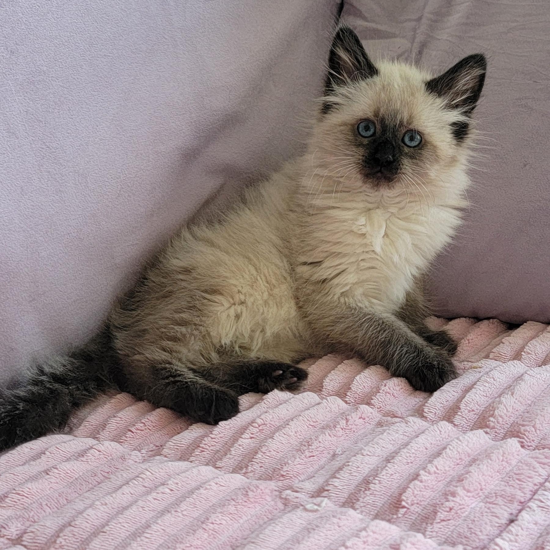 Loki Adopted 5.9.26, an adopted Siamese in Wyandotte, MI image 5/6