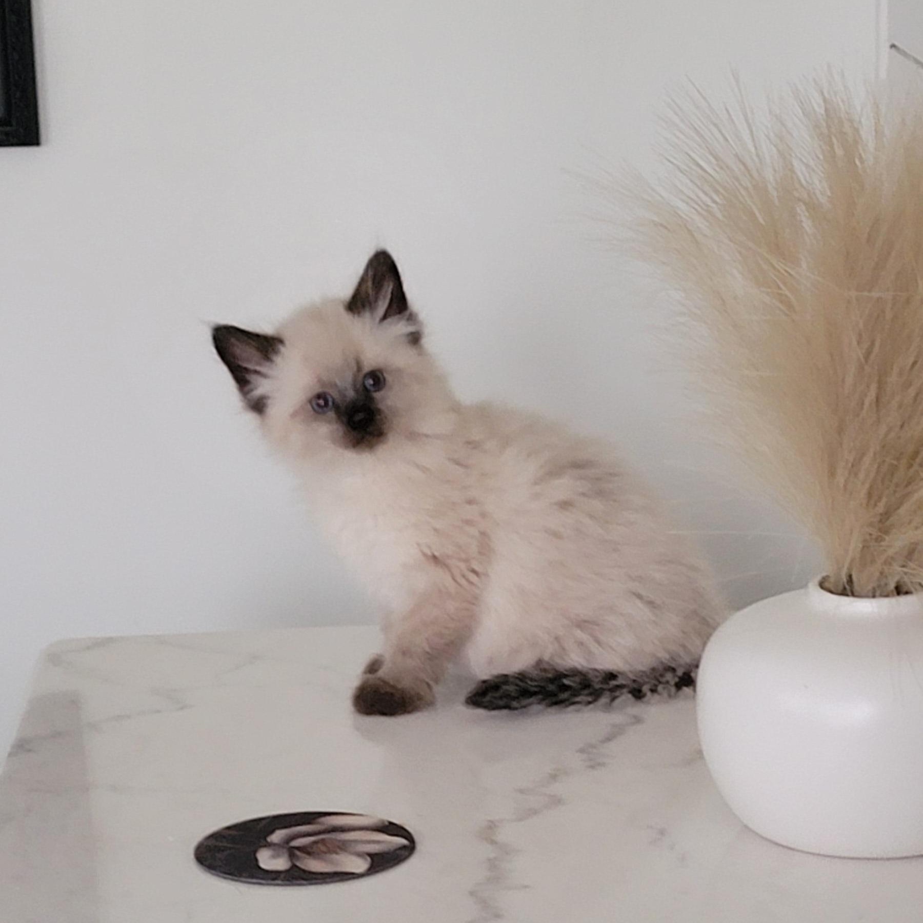 Loki Adopted 5.9.26, an adopted Siamese in Wyandotte, MI image 4/6