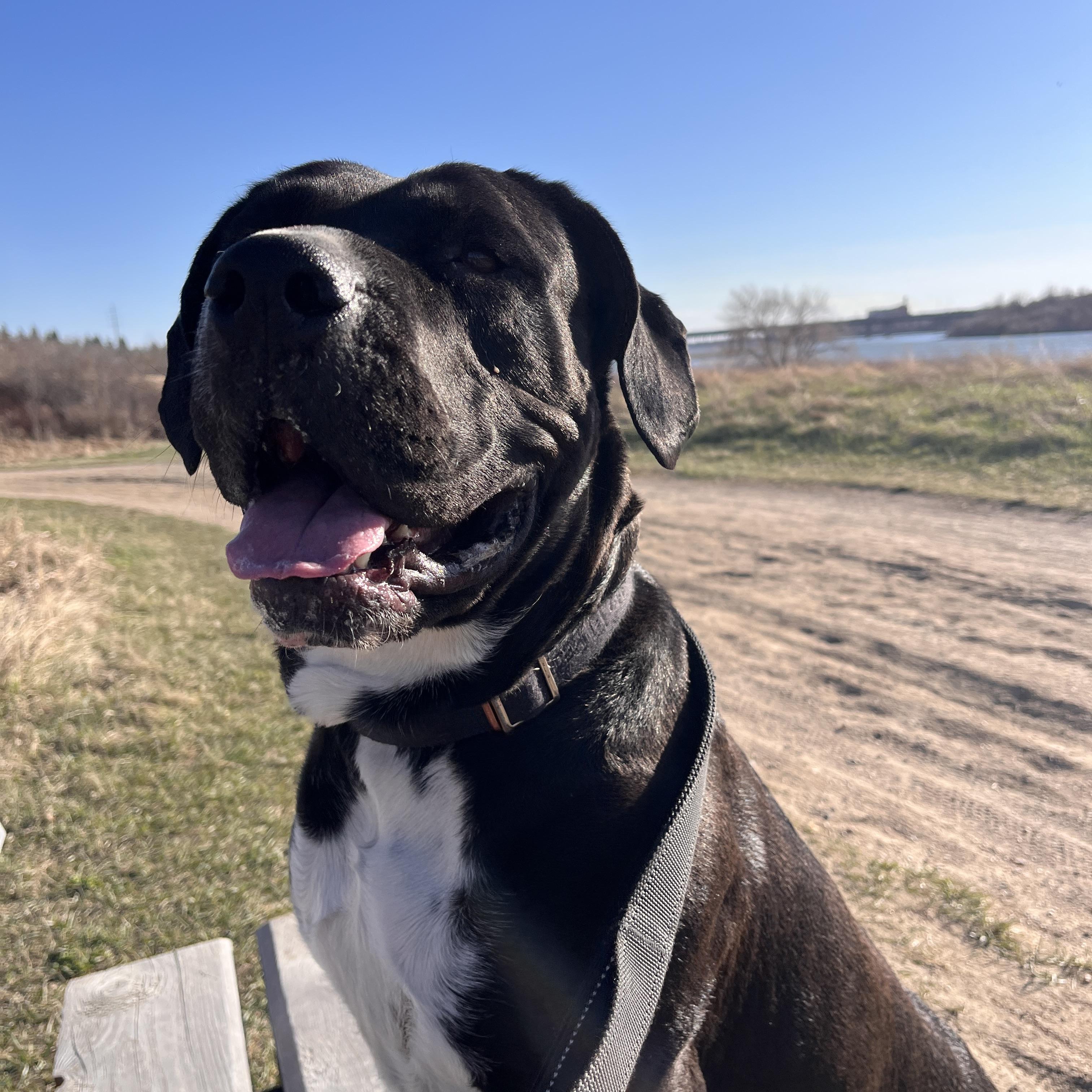 Lola, a ADOPTABLE mixed breed in Saskatoon, SK image 1/6