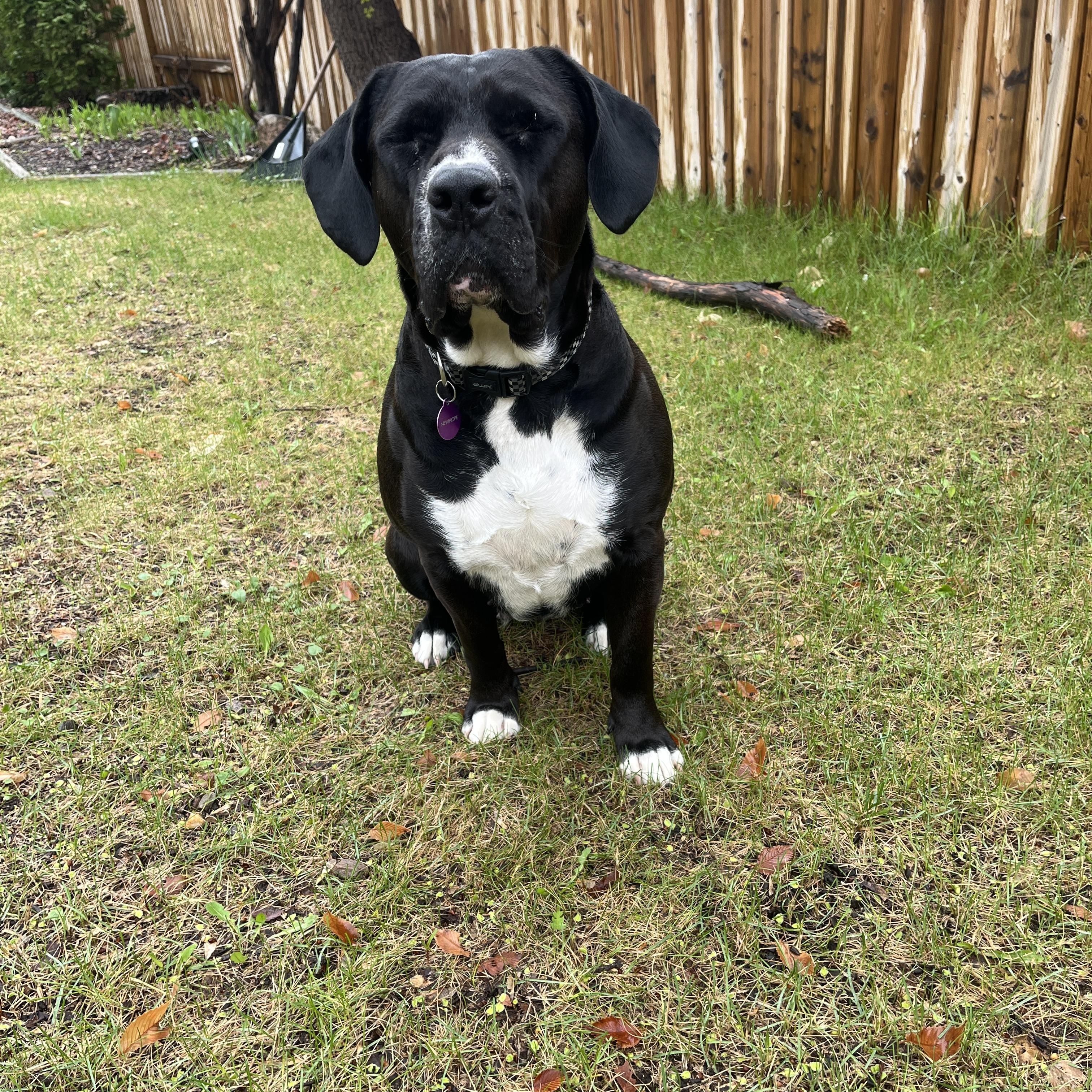 Lola, a ADOPTABLE mixed breed in Saskatoon, SK image 2/6