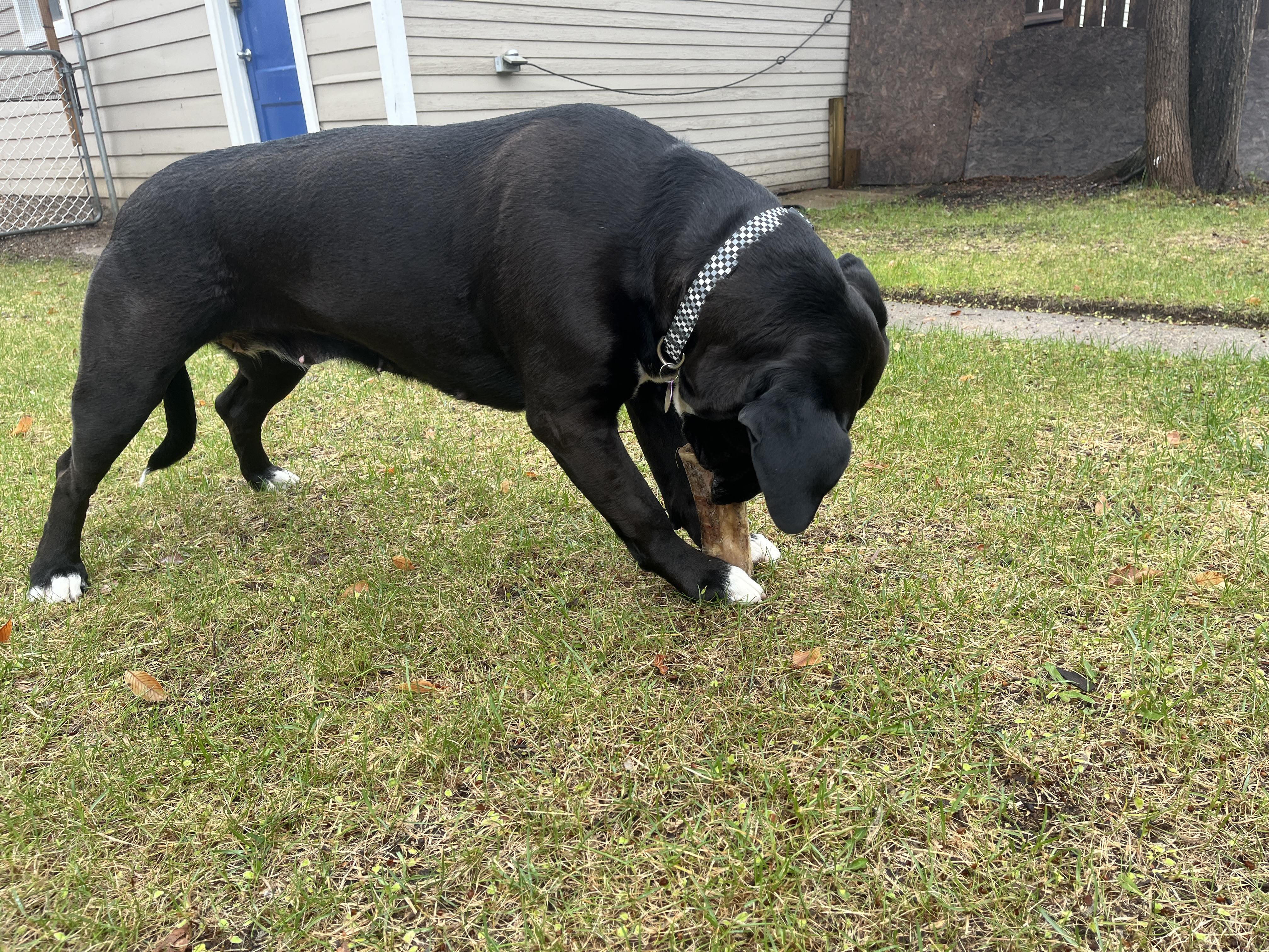 Lola, a ADOPTABLE mixed breed in Saskatoon, SK image 5/6