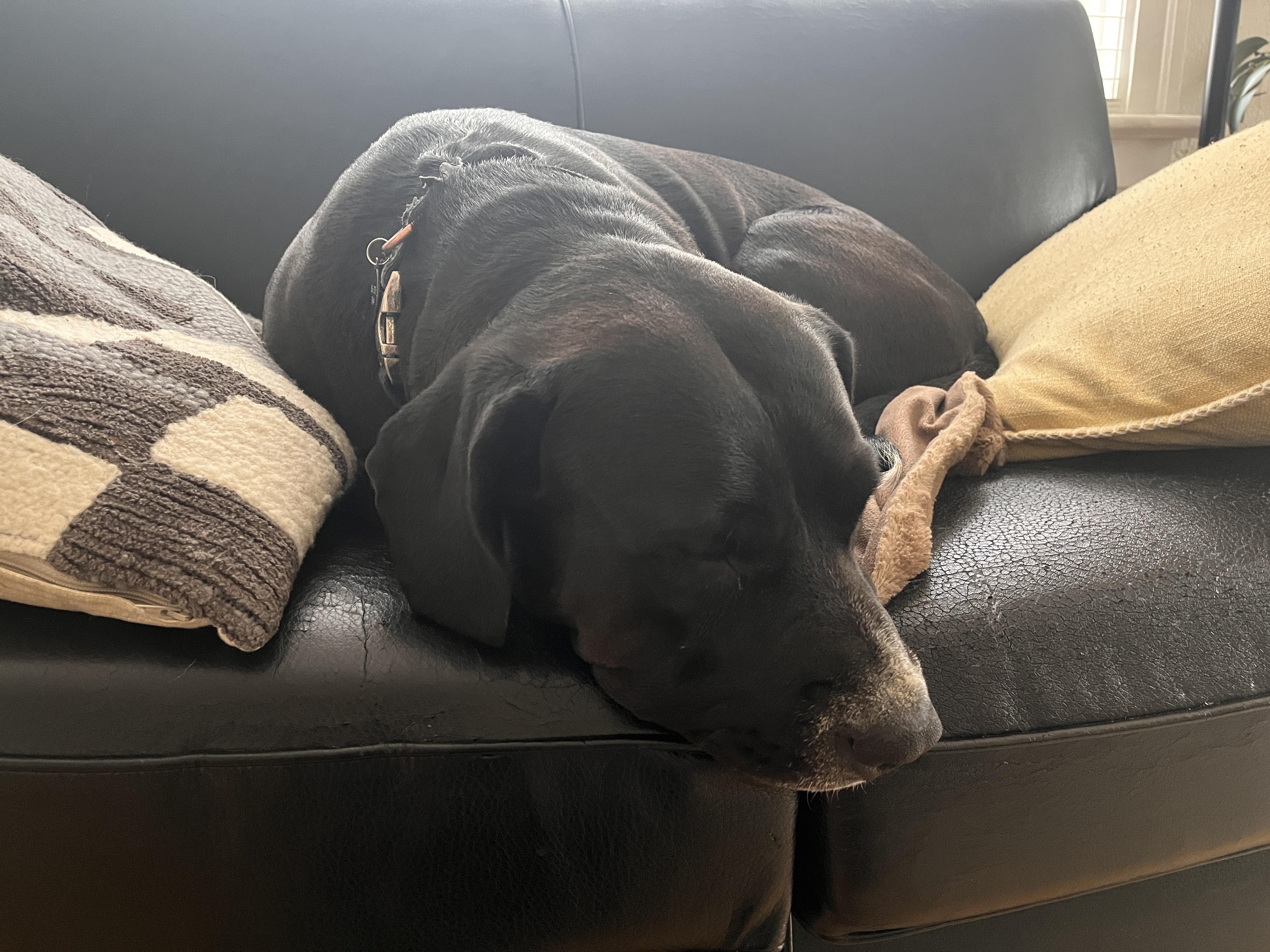 Lola, a ADOPTABLE mixed breed in Saskatoon, SK image 6/6
