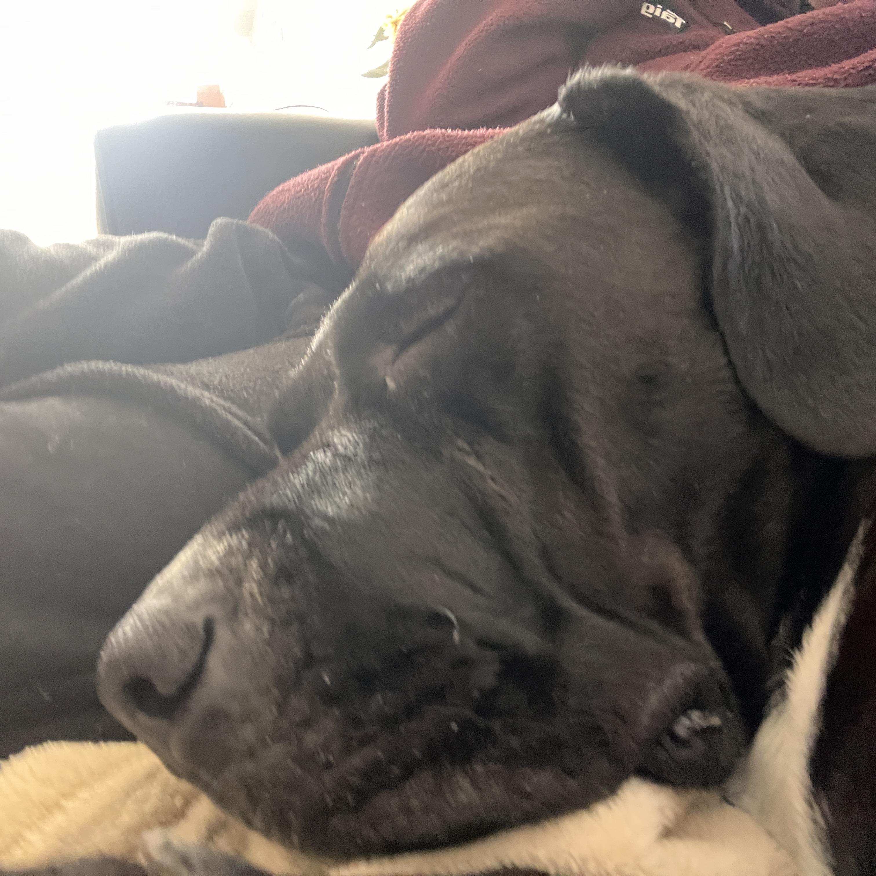 Lola, a ADOPTABLE mixed breed in Saskatoon, SK image 3/6