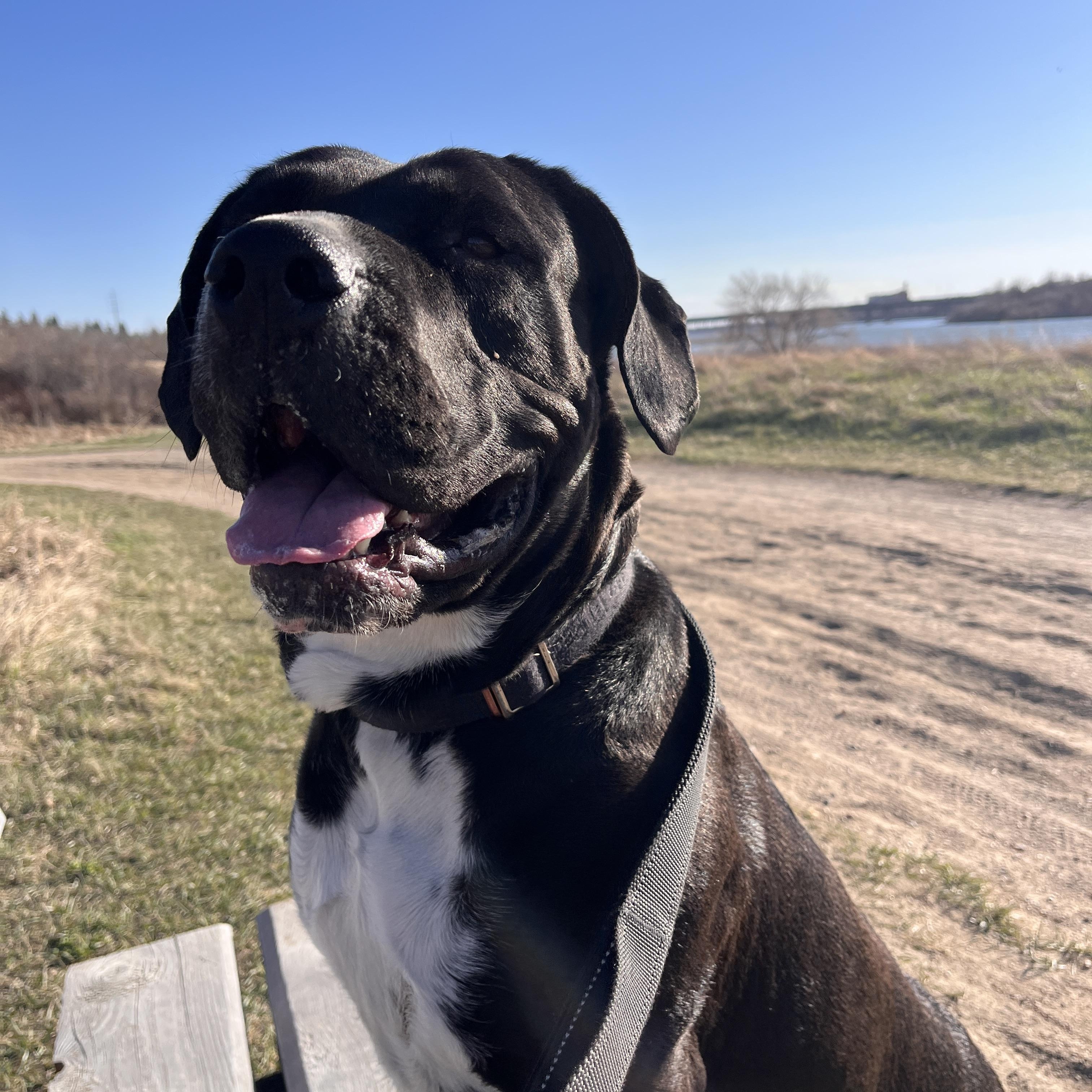 Lola, a ADOPTABLE mixed breed in Saskatoon, SK image 4/6