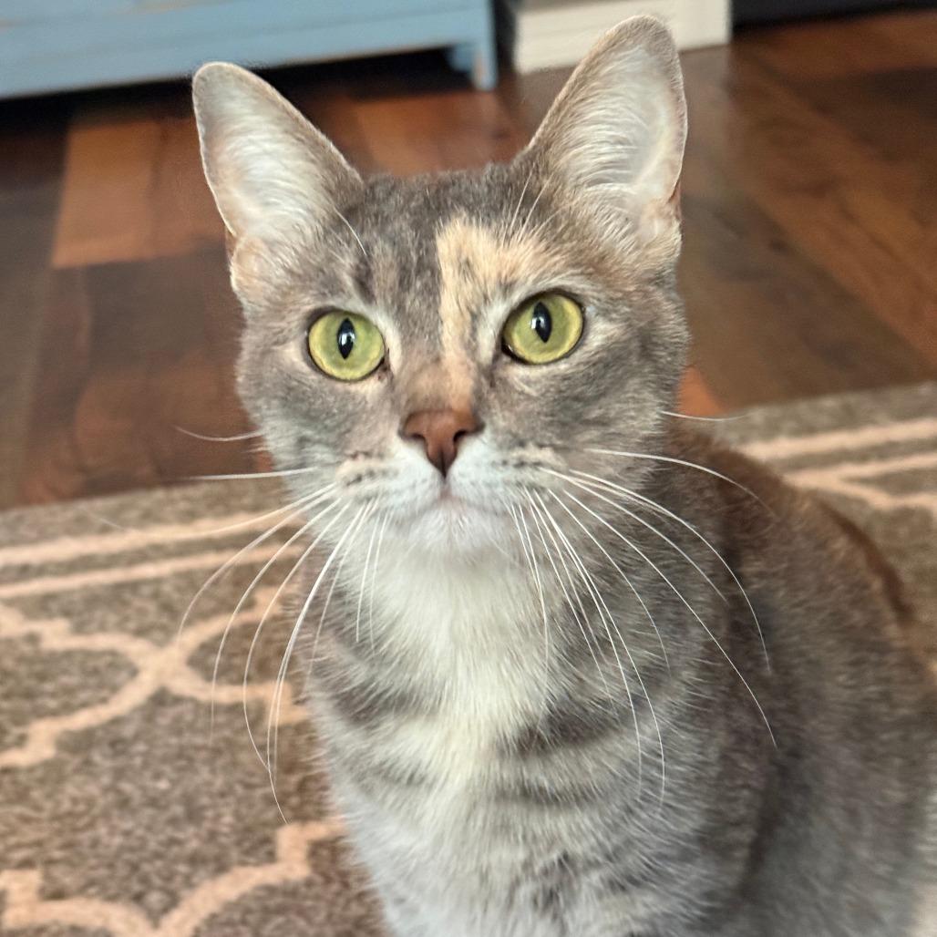 Enlarge Prue, a Adoptable Domestic Short Hair in Wichita, KS image 1/6