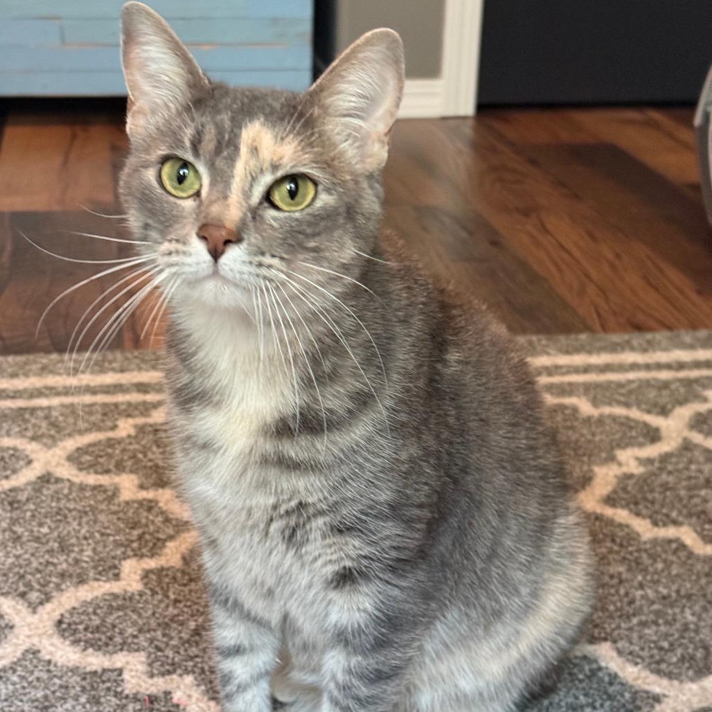 Enlarge Prue, a Adoptable Domestic Short Hair in Wichita, KS image 2/6