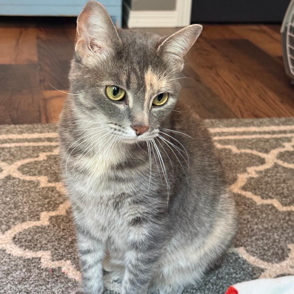 Enlarge Prue, a Adoptable Domestic Short Hair in Wichita, KS image 3/6