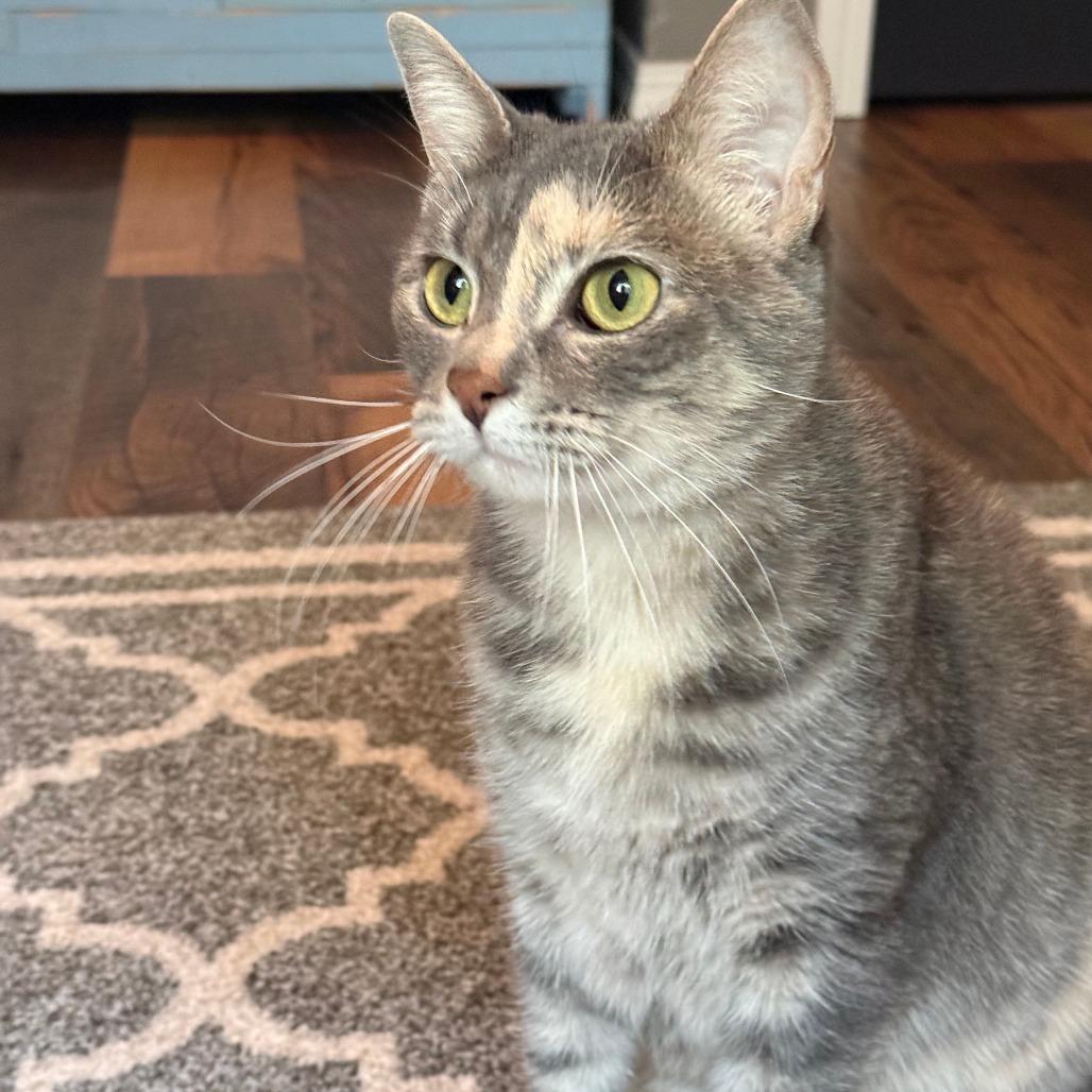 Enlarge Prue, a Adoptable Domestic Short Hair in Wichita, KS image 4/6