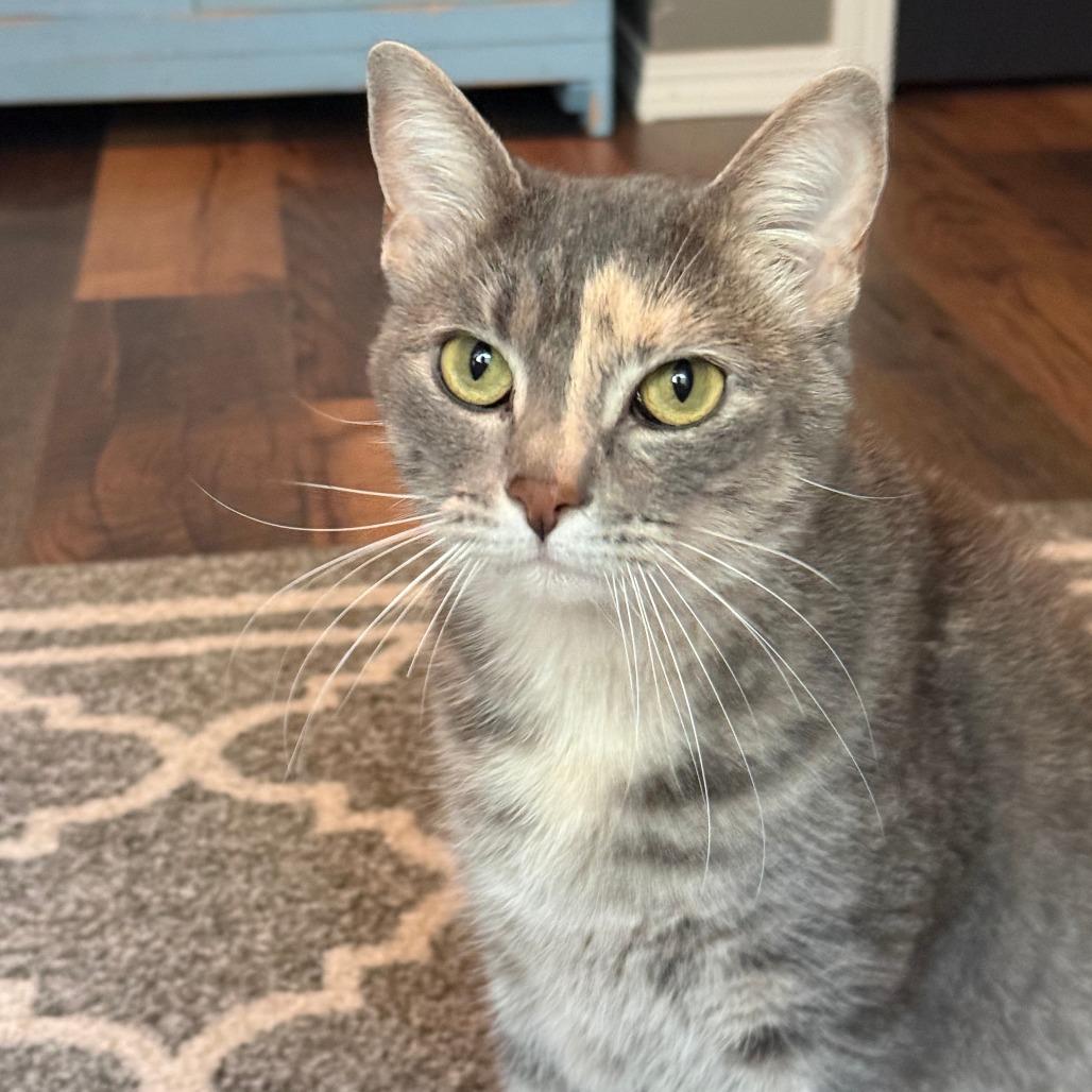 Enlarge Prue, a Adoptable Domestic Short Hair in Wichita, KS image 5/6