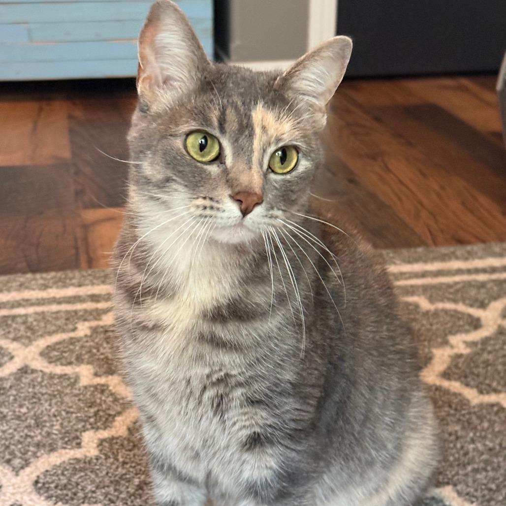 Enlarge Prue, a Adoptable Domestic Short Hair in Wichita, KS image 6/6