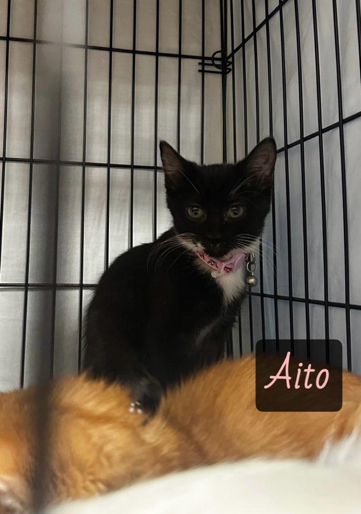 Enlarge Aito, a Adoptable Domestic Short Hair in Highland, IN image 1/1