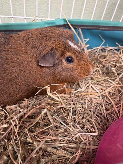 Enlarge Carl, a Adoptable Guinea Pig in Lowell, MA image 1/3