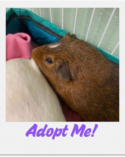 Enlarge Carl, a Adoptable Guinea Pig in Lowell, MA image 3/3