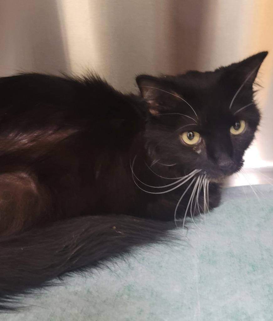 Gracie  *Sponsored Senior, Adoptable, Adult Female Domestic Short Hair.