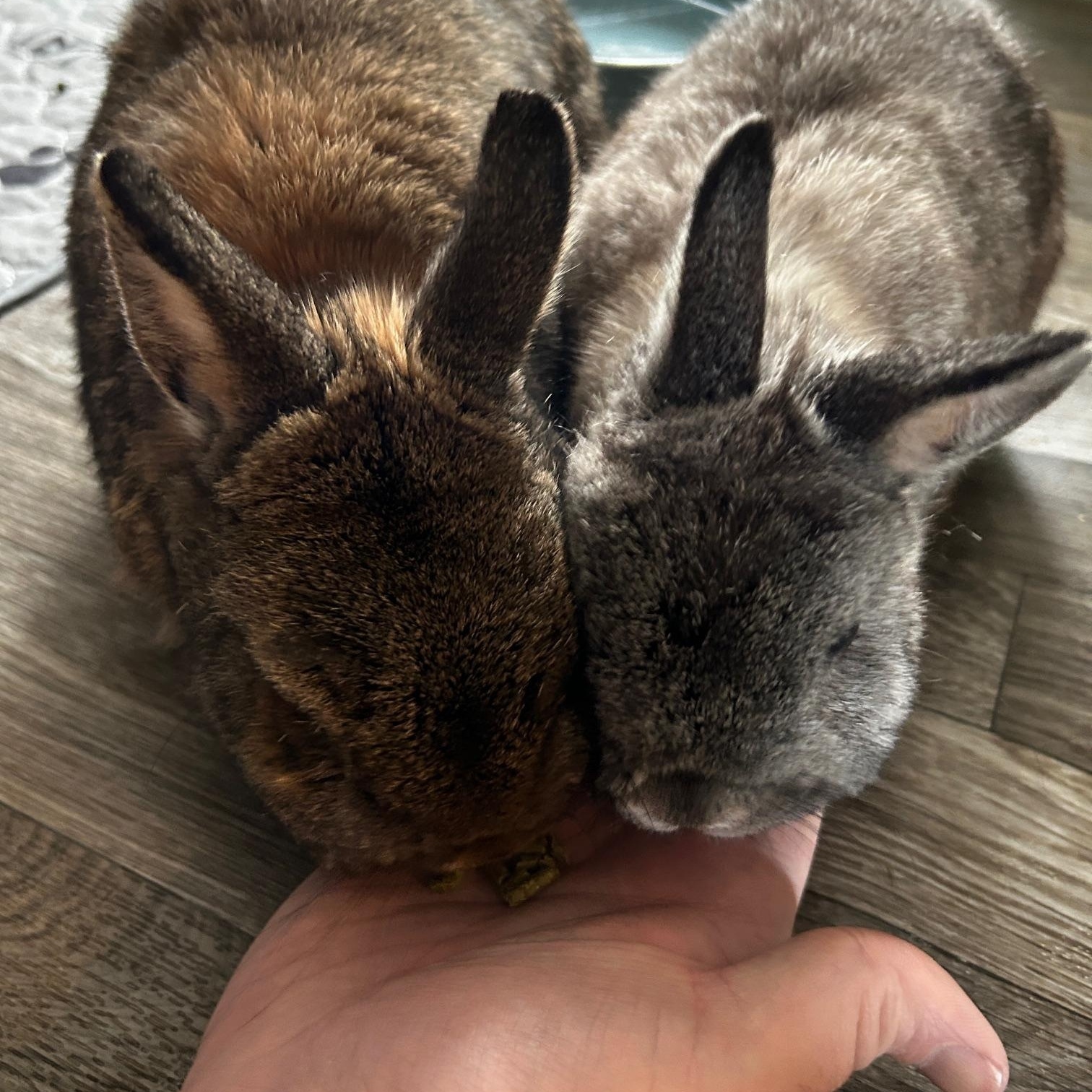 Cece & Ruby, Adoptable, Adult Female Netherland Dwarf.