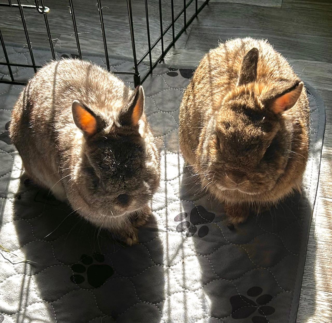 Cece & Ruby, a Other Netherland Dwarf in Edina, MN image 2/5