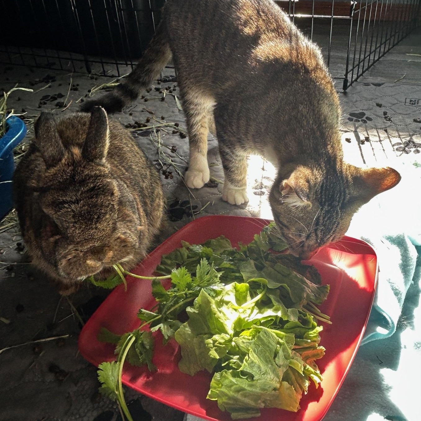 Cece & Ruby, a Other Netherland Dwarf in Edina, MN image 3/5