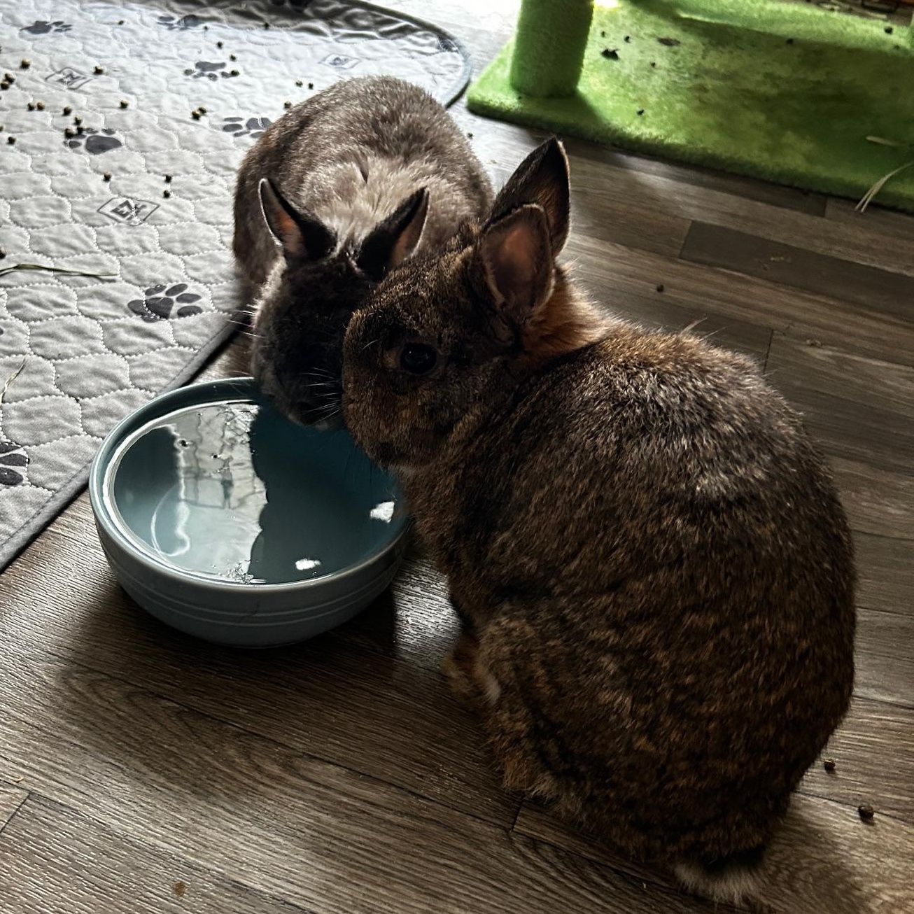 Cece & Ruby, a Other Netherland Dwarf in Edina, MN image 4/5