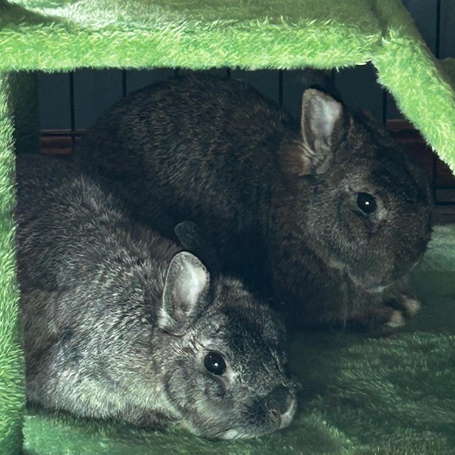 Cece & Ruby, a Other Netherland Dwarf in Edina, MN image 5/5