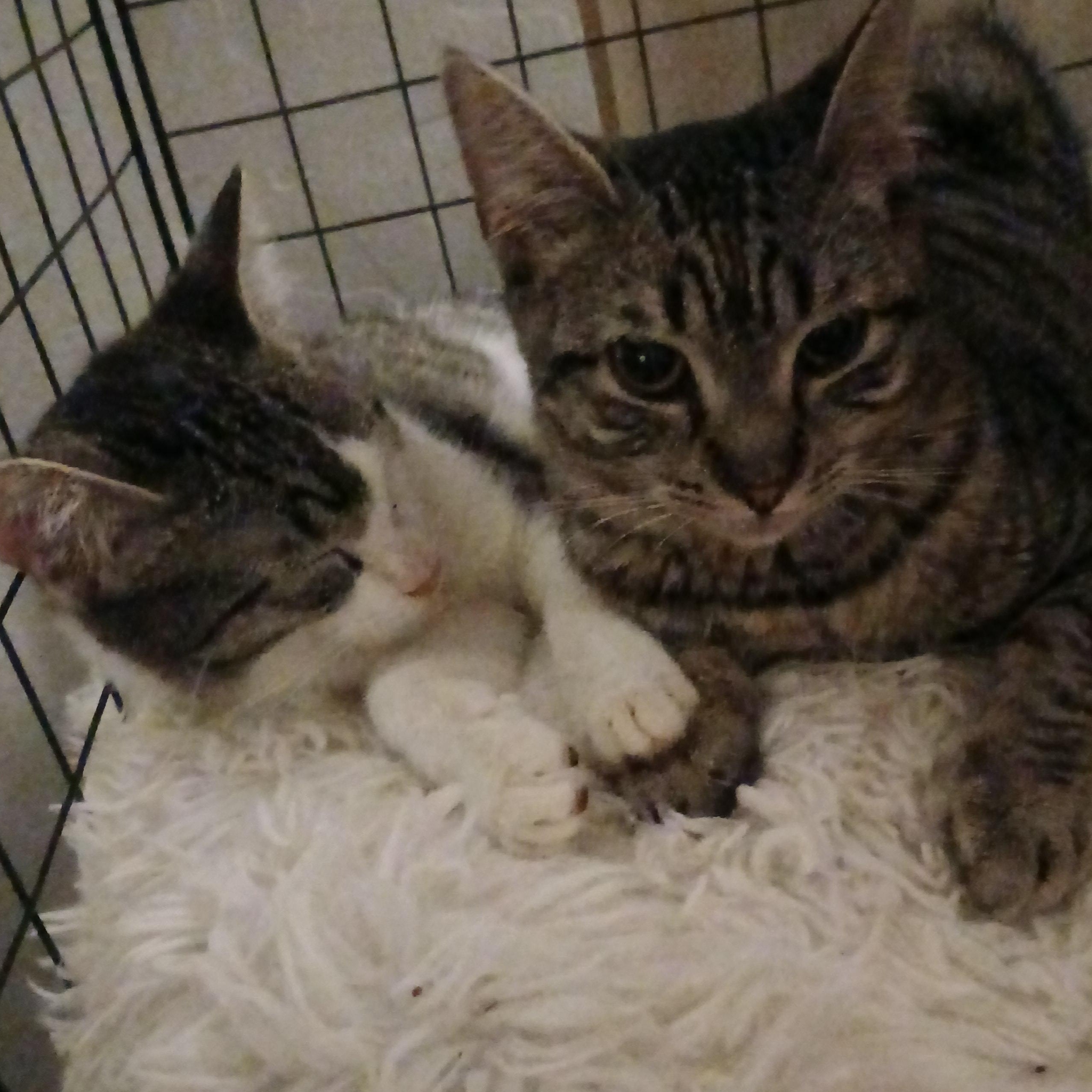 Enlarge Thelma (Louise), a Adoptable Tabby in HUNTINGTON BEACH, CA image 4/5